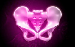 Computer generated image of a pelvis in pink. 