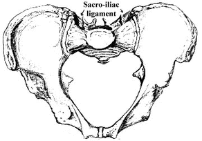 Drawing of the pelvis from Grey's Anatomy. 