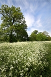 A meadow with white flowers, trees and a blue sky. 